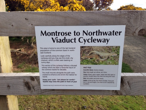 Montrose cycle path