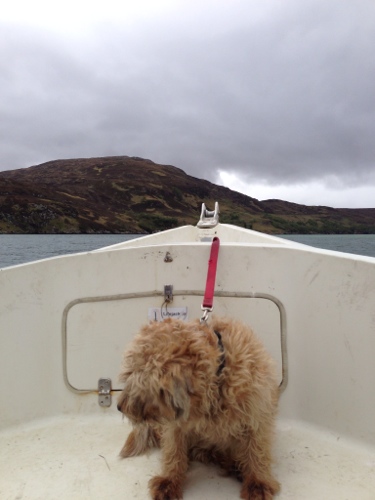 The Ferry Boat Dog