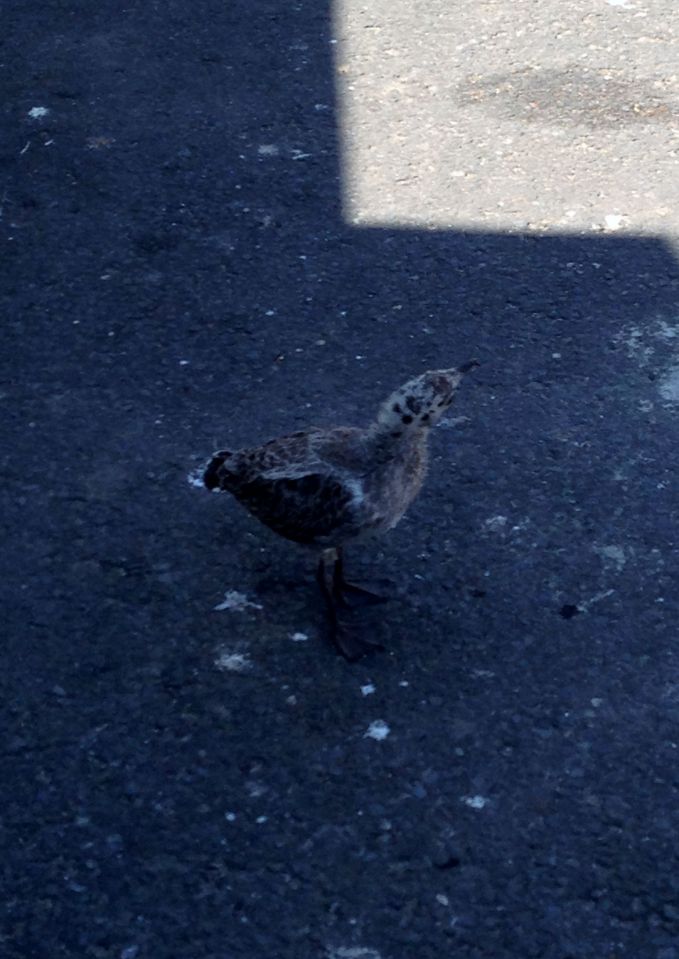 Salcombe - lost seagull chick